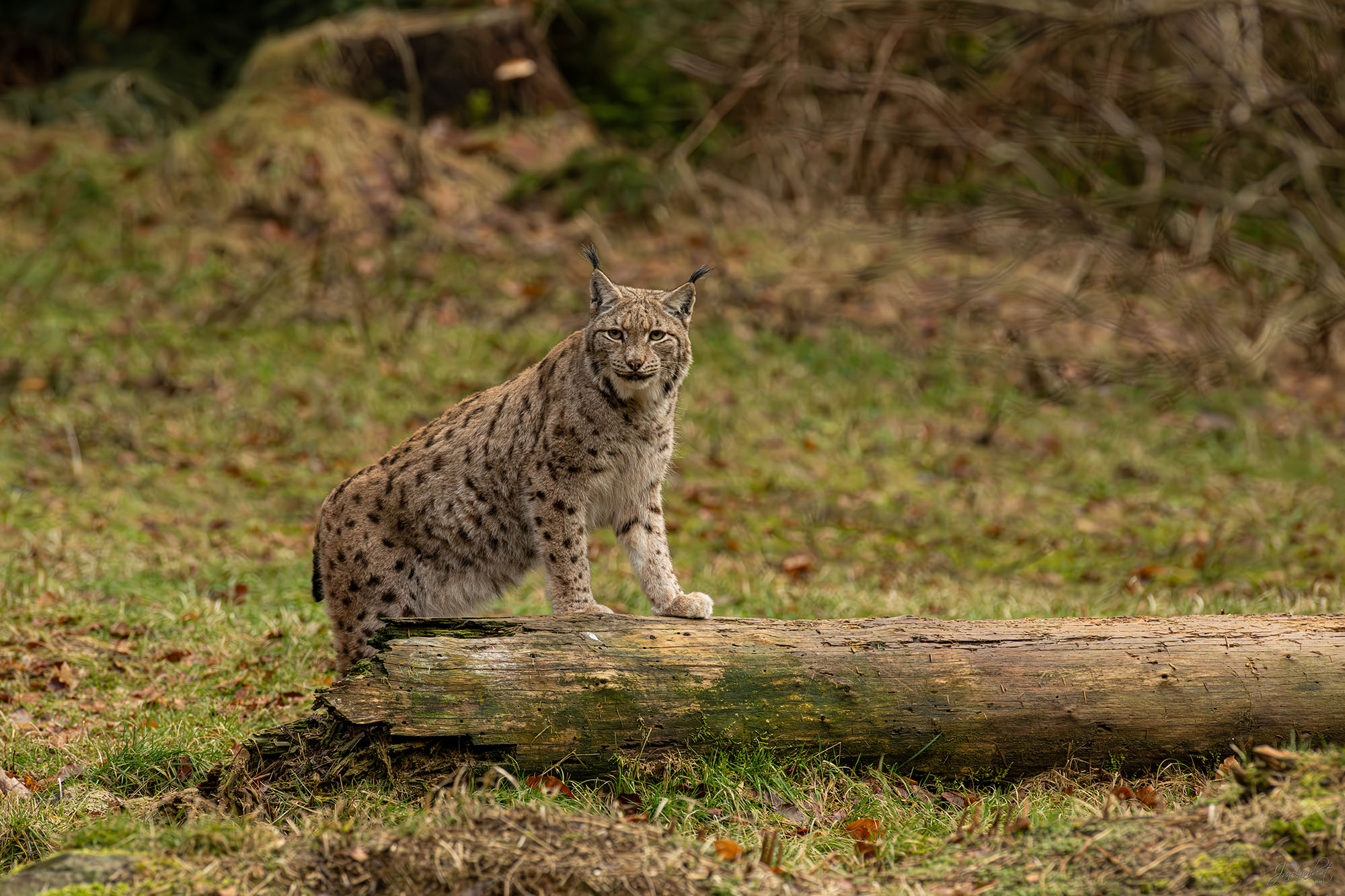 foto lynx - Janlambertphotography.com